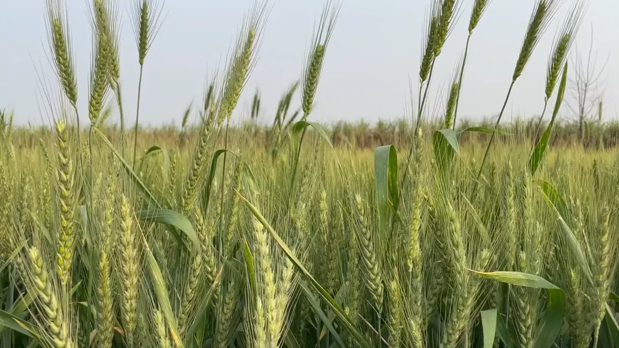 Crops and ingredients market